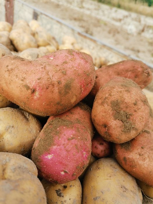 Ziemniaki Quenn Anne, Oberon z dowozem