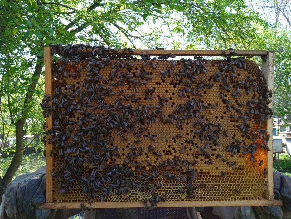 2026 Принимаю заказы на пчелопакеты Карпатка