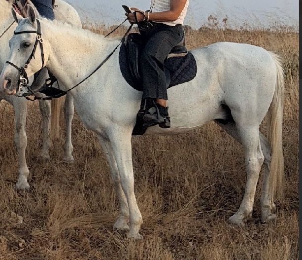 Cavalo de confiança