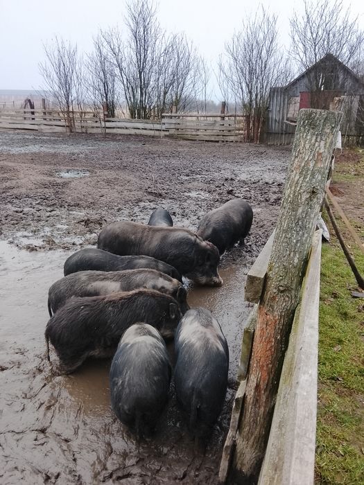 В'єтнамські свинки