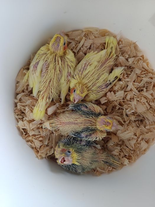 Caturras bebes para acabar de criar a mão