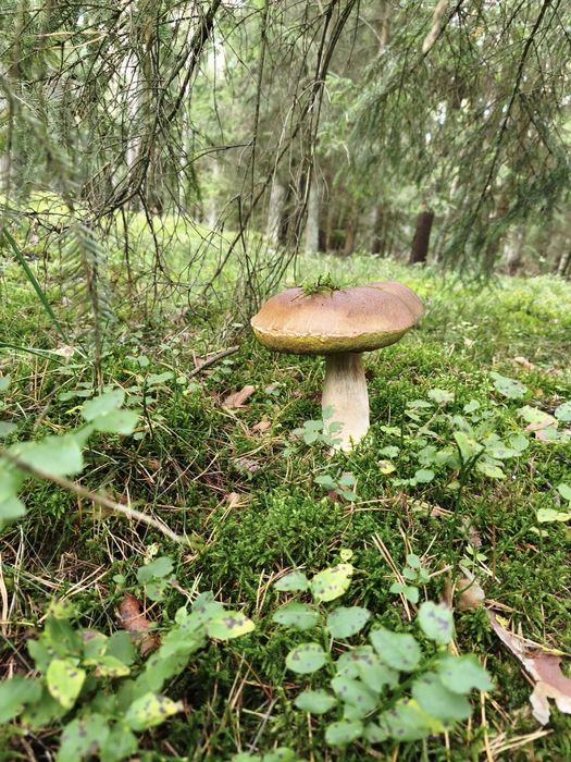 Świeze borowiki/ podgrzybki na sprzedaż pod zamówienie