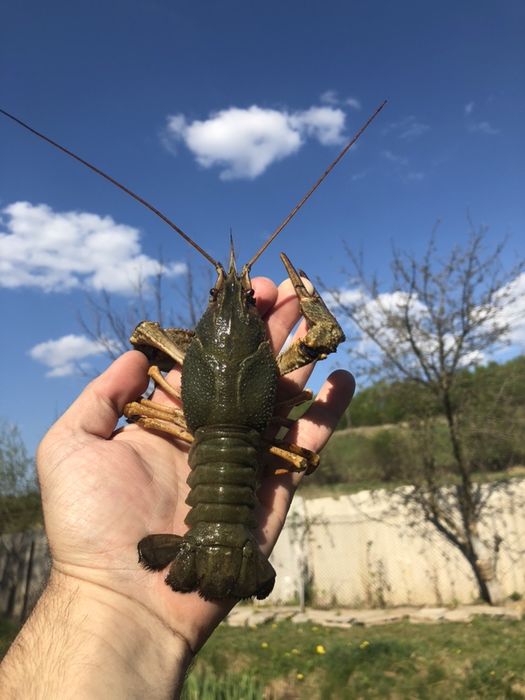 Раки живі та варені