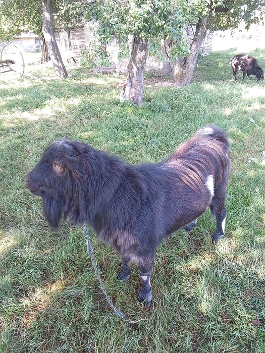 Продам козла цап