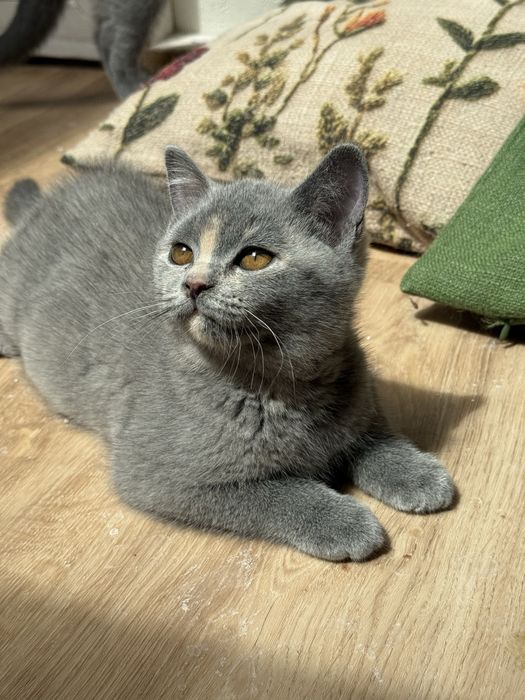 Matylda cudowna koteczka brytyjska
