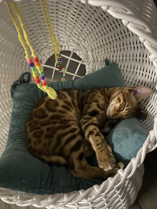 Лежанка, домик для котов