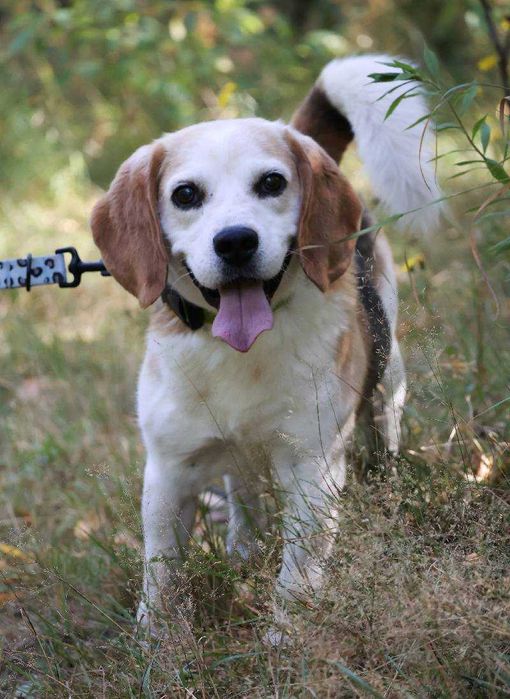 Suseł w typie beagla do adopcji