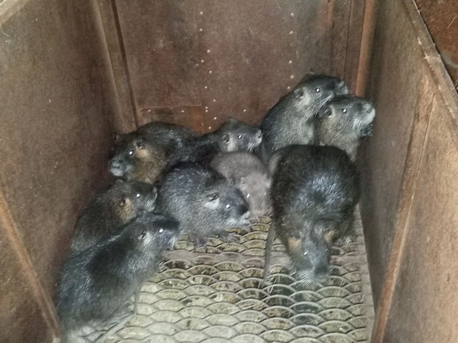 Продам нутрій різного віку