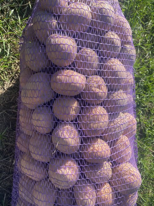 Продам велику картоплю сорт Белла роза