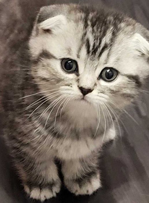 Котик скотіш фолд