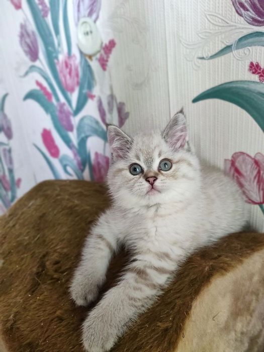 Шотландский котенок ищет семью
