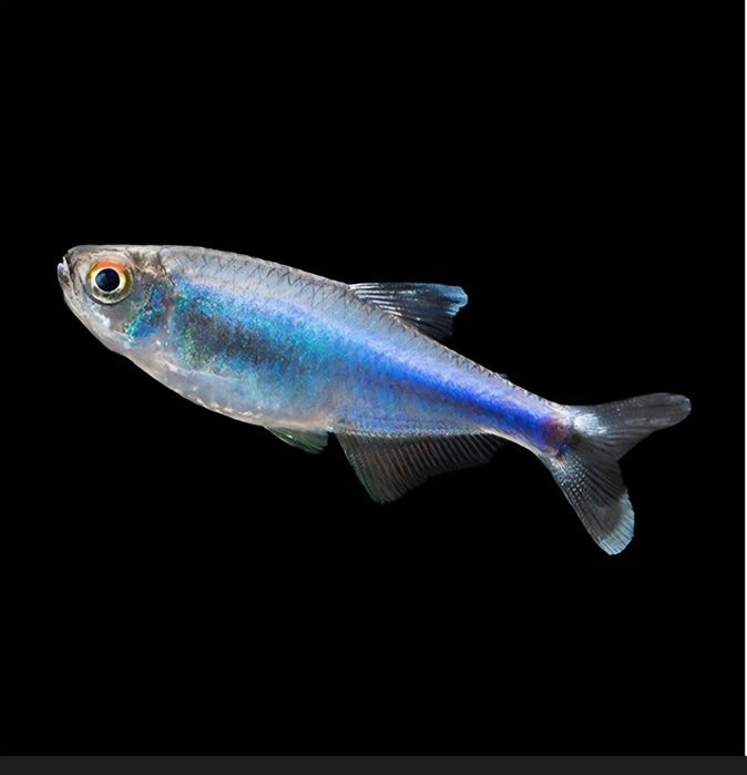 Maranka niebieska/ Tetra niebieska