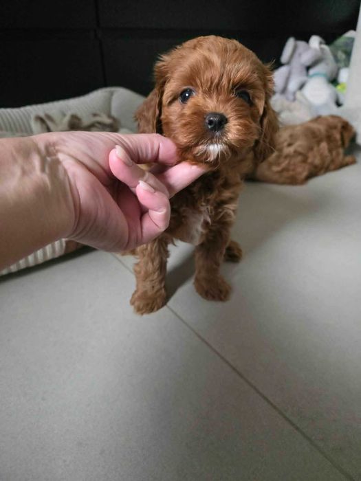Cavapoo Chłopczyk