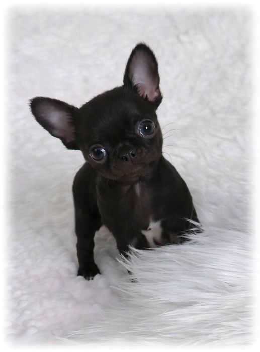 Piesek Chihuahua Malutki Krótkowłosy