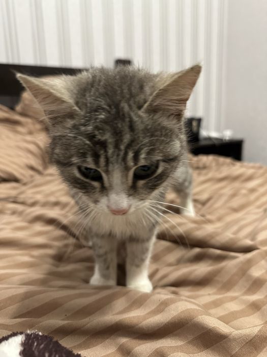 Віддам кошеня в добрі руки