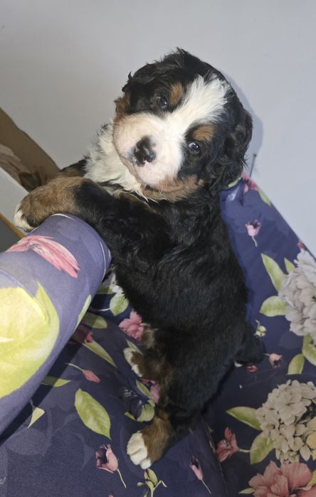 Berneński Pies Pasterki  (Urodzone 01.11.2025) dostępny piękny pies 
U