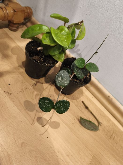 Hoja hoya zestaw wilbur graves krinkle 8 mathilde