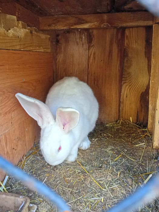 Samce króli termondzkiego i srokacz niemiecki,czysto rasowe