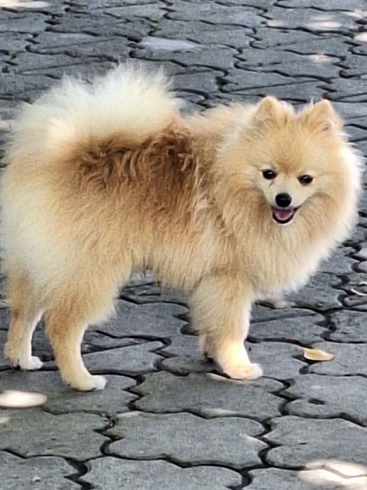 Продається підрощене  цуценя шпіца.