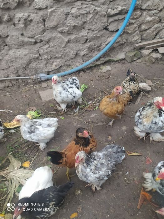 Карликові   кури