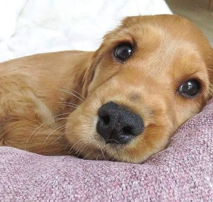 Спаніелі цуценята