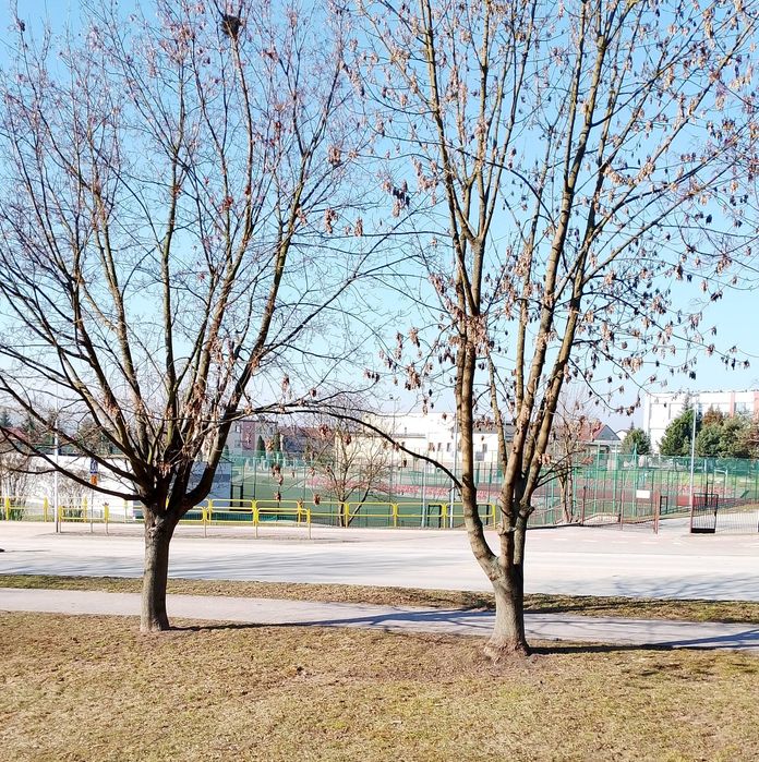 Angielski online skutecznie.