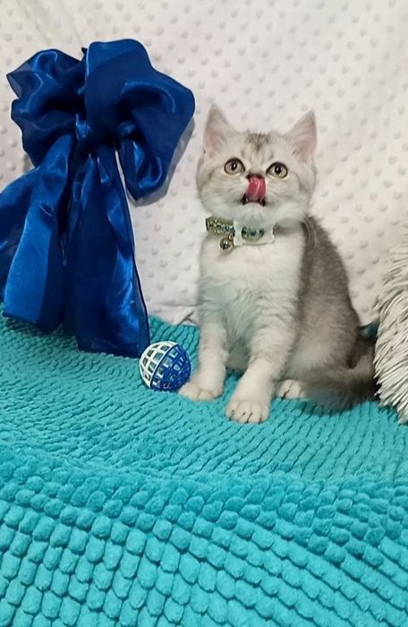 Котенок : Милый котошиншилленок .