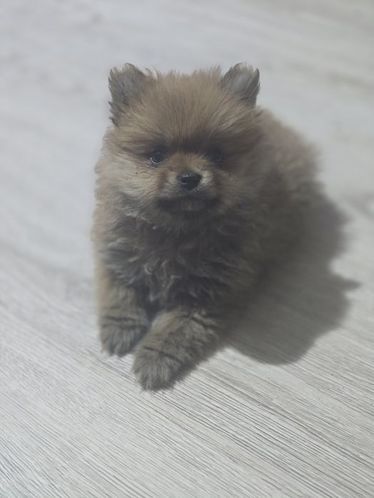 Szpic miniaturowy