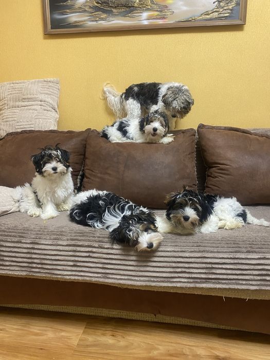 Цуцикі бівер йорка