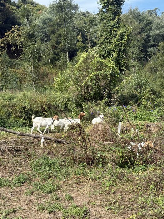 Cabritos boer puros melhor oferta