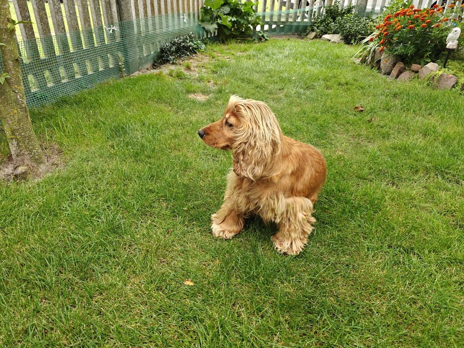 Kundelek jak cocker spaniel