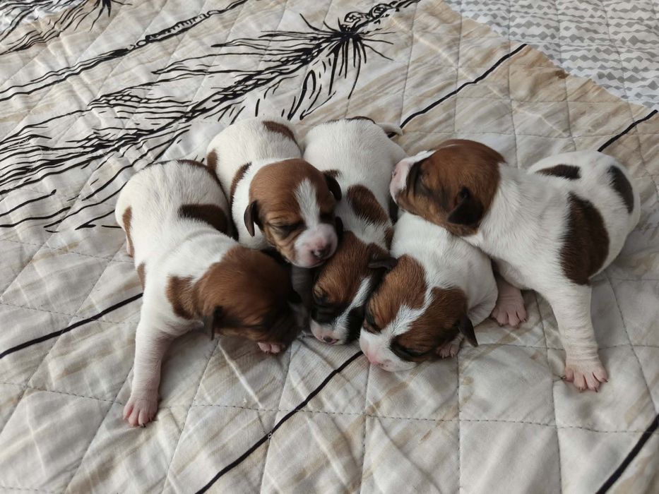 Jack Russell Terrier