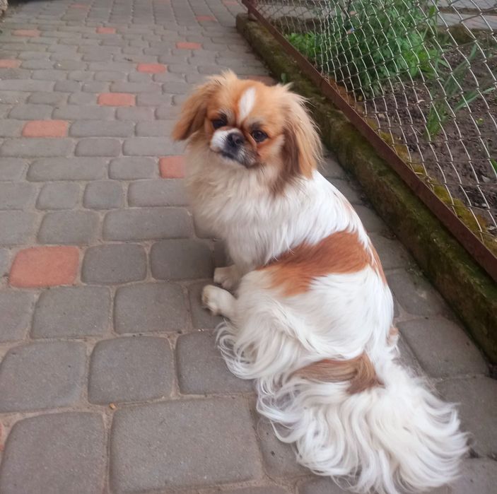 Продам Пікінесів