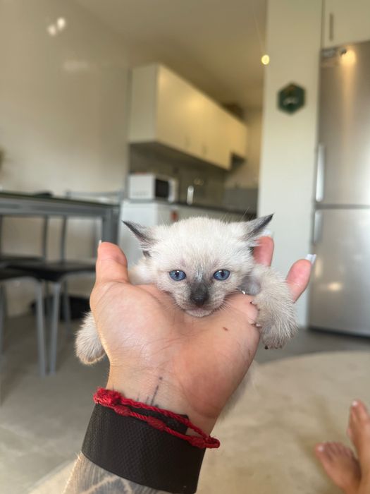 Gatos bebês adoção
