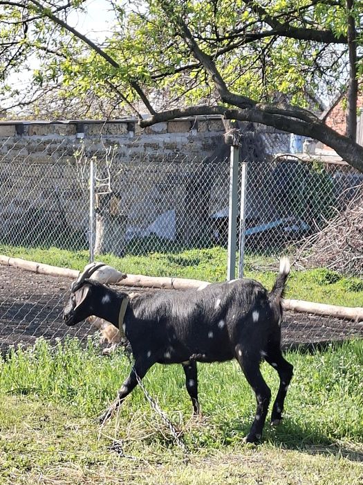 Продам молоду козу