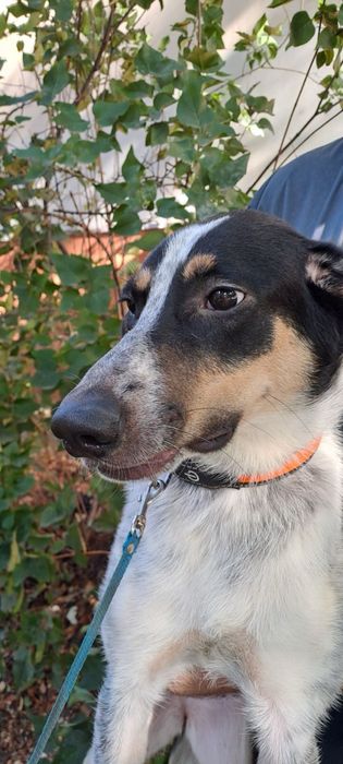 Добра собачка шукає сімю.