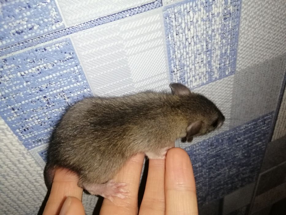 Криска, крисята, щур,пацюк, крыса  рекс, гризуни