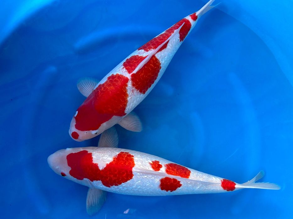 Karpie Koi na sprzedaż