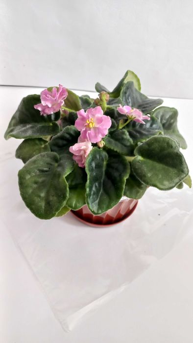Рожева фіалка кімнатна рослина