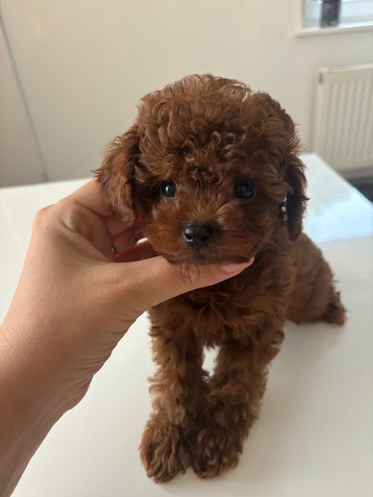 Тікап темний ред браун, той пудель