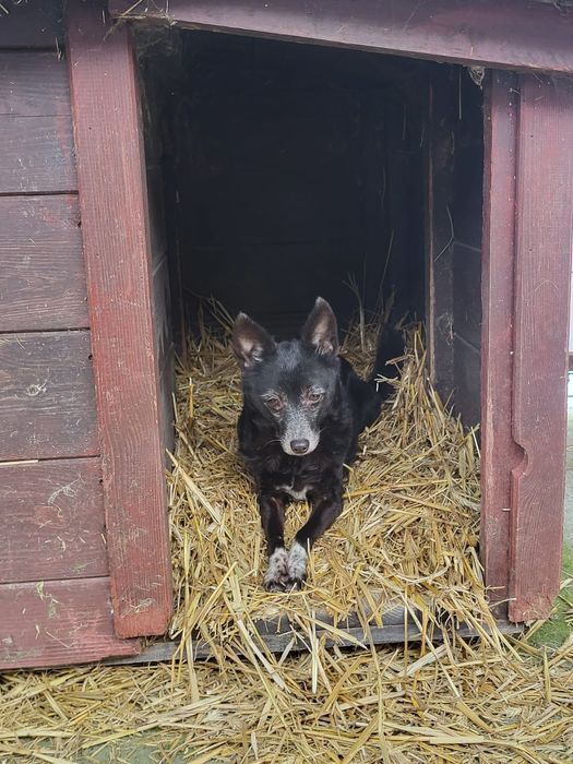 Suczka do adopcji za darmo