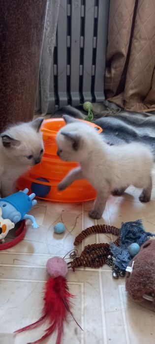 Тайские котята, родились 30 июля 2026 года