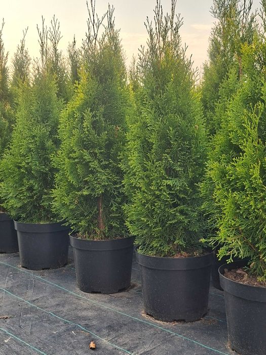THUJA SZMARAGD 80-100 cm | Doniczka 10L | Producent
