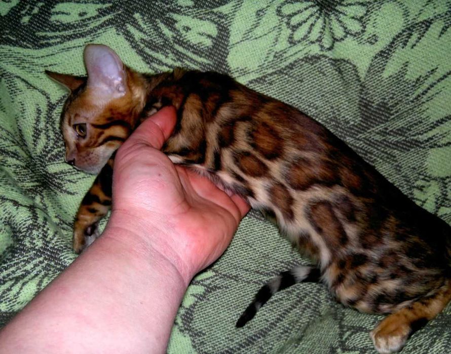 Яскравий бенгальчик для люблячої родини