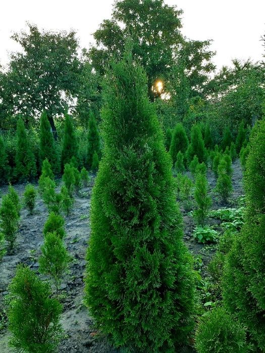 Туя Туї Смарагд 1