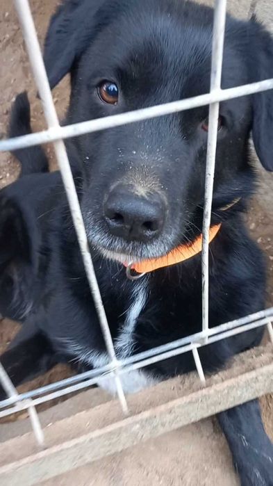 Spiner - od 6 lat w schronisku