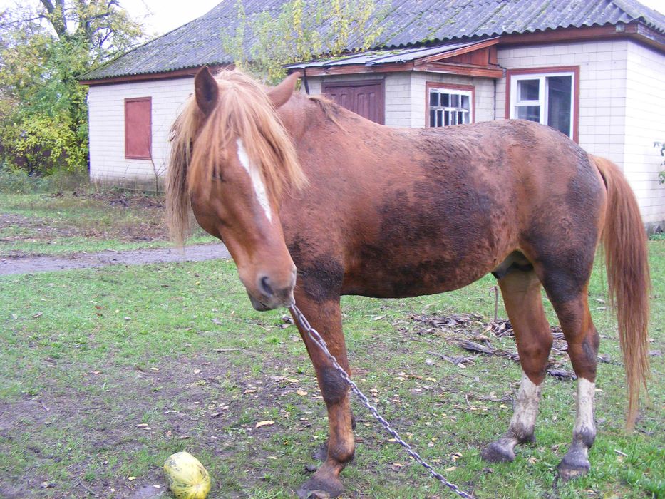 Кінь жеребець  5 років