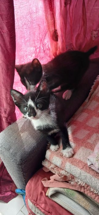 Gatinhos para Mimar