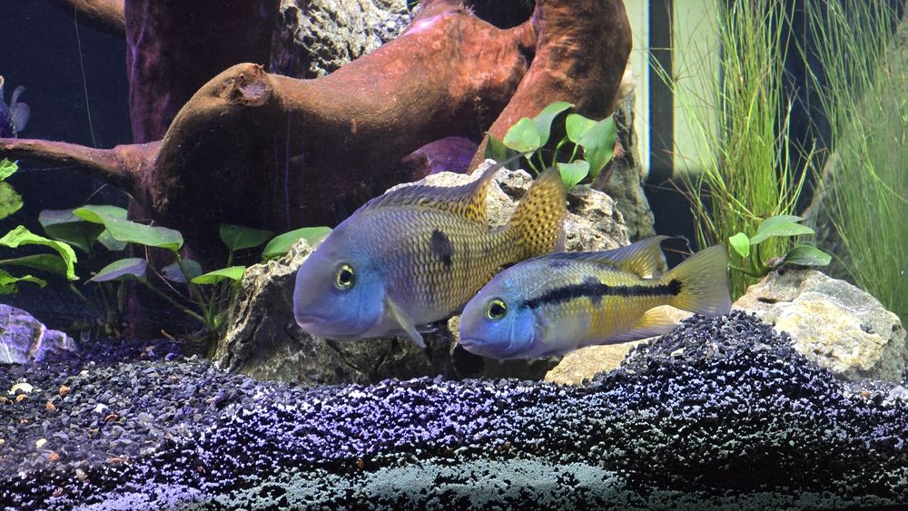 pielegnice nikaraguańskie