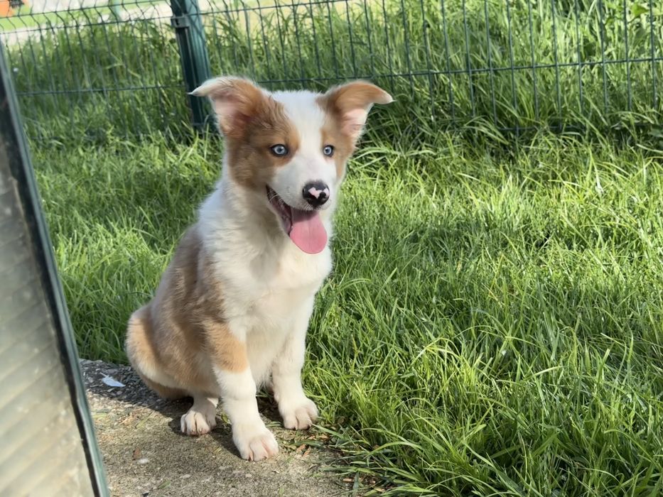 Border Collie Fêmea RedMerle Fofa